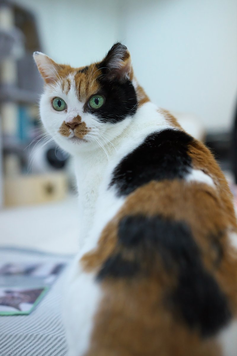 見返り美女

#ヴィーナスほたて #ツチノコふりかけ #保護ねこカフェおむすび