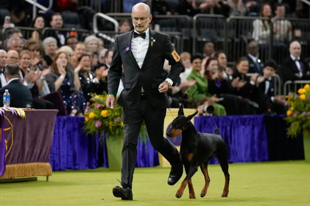 Doberman pinscher named Penny wins best in show at 150th annual Westminster Kennel Club Dog Show nypost.com/2026/02/03/us-…