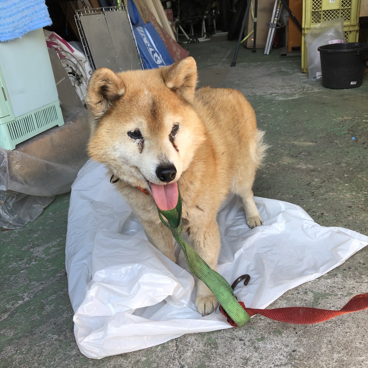 GARAGEKR's tweet image. 迷い犬保護してます

厚木市上荻野
泉地区
荻野川付近で保護

心当たりある方
お知らせください