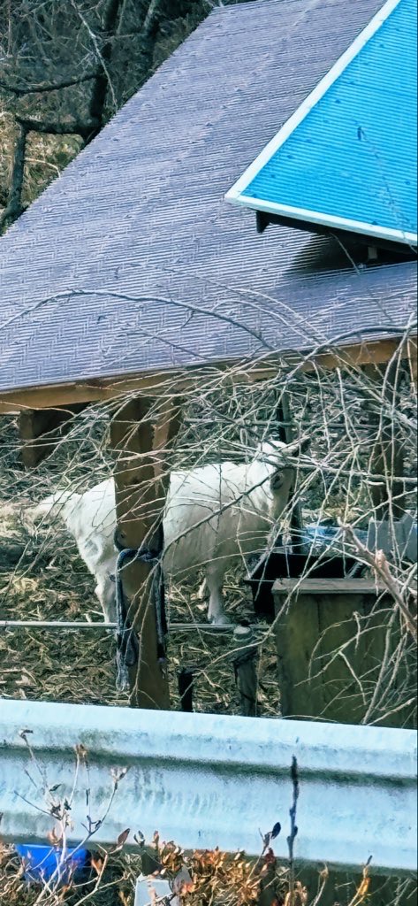 PhotoSaitama's tweet photo. I’m in trouble! Giving Sakura breakfast was particularly dangerous. #estrus #goatsinlove #SakuraTheGoat
She is unpredictable. I’m pretty sure she’s just being playful. She’s alone for most of the day and night and I fear it’s taking its toll on her. https://t.co/rEMWiwwJrg