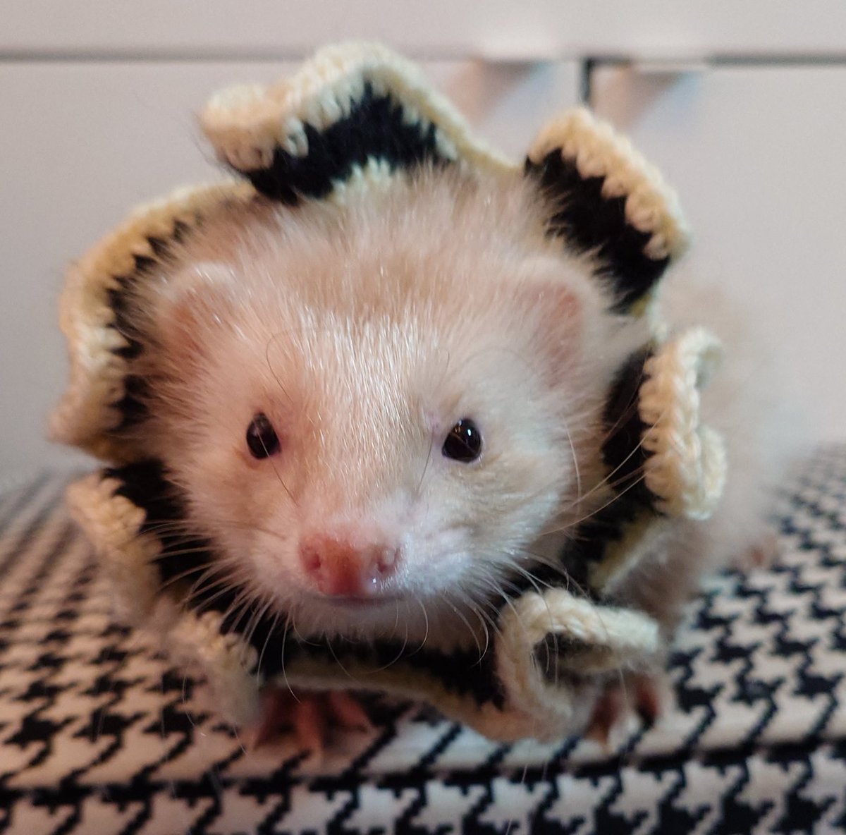 pornolove24's tweet photo. 試作品可愛くないですか😂❣️

#Ferret 
#フェレット https://t.co/21KCCMPUh2