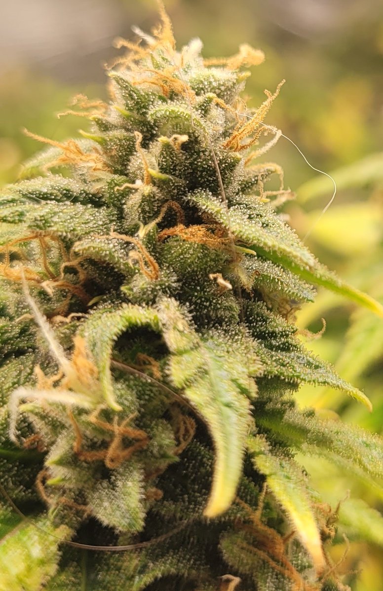 Cat hair for scale..