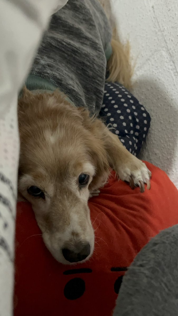 aliitahg's tweet photo. el mío falleció en agosto del 2025, tenía 13 años y se llamaba Frankie, lo extraño todos los días 😭 era el amor de mi vida https://t.co/Kn5jAZEg2n
