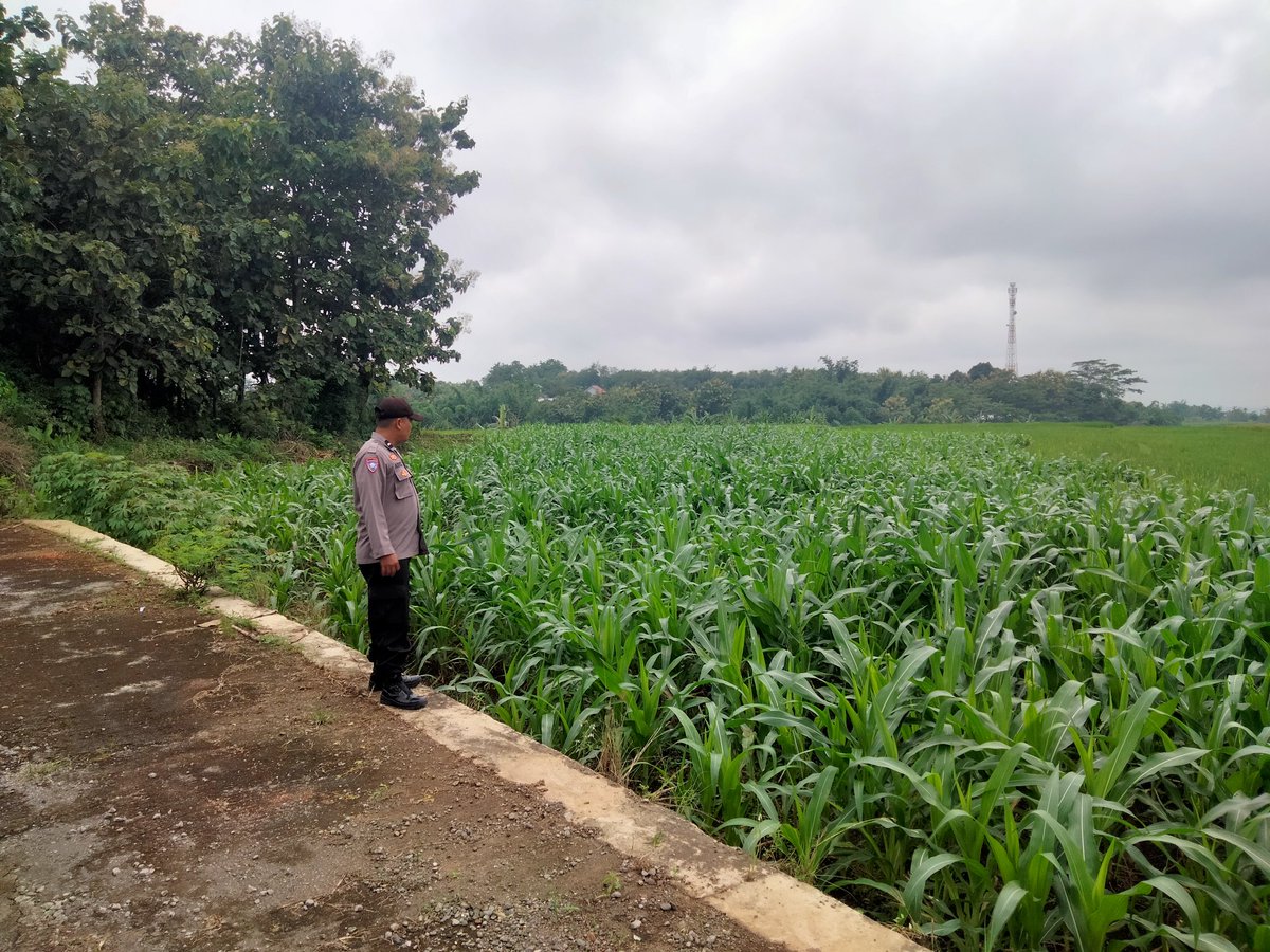 alaska_macan's tweet photo. Cek Tanaman 🌽 Jagung 

#SWASEMBADAPANGAN
#KETAHANANPANGAN
#POLDAJATENG
#POLRESKARANGANYAR https://t.co/txMN3HYe9F