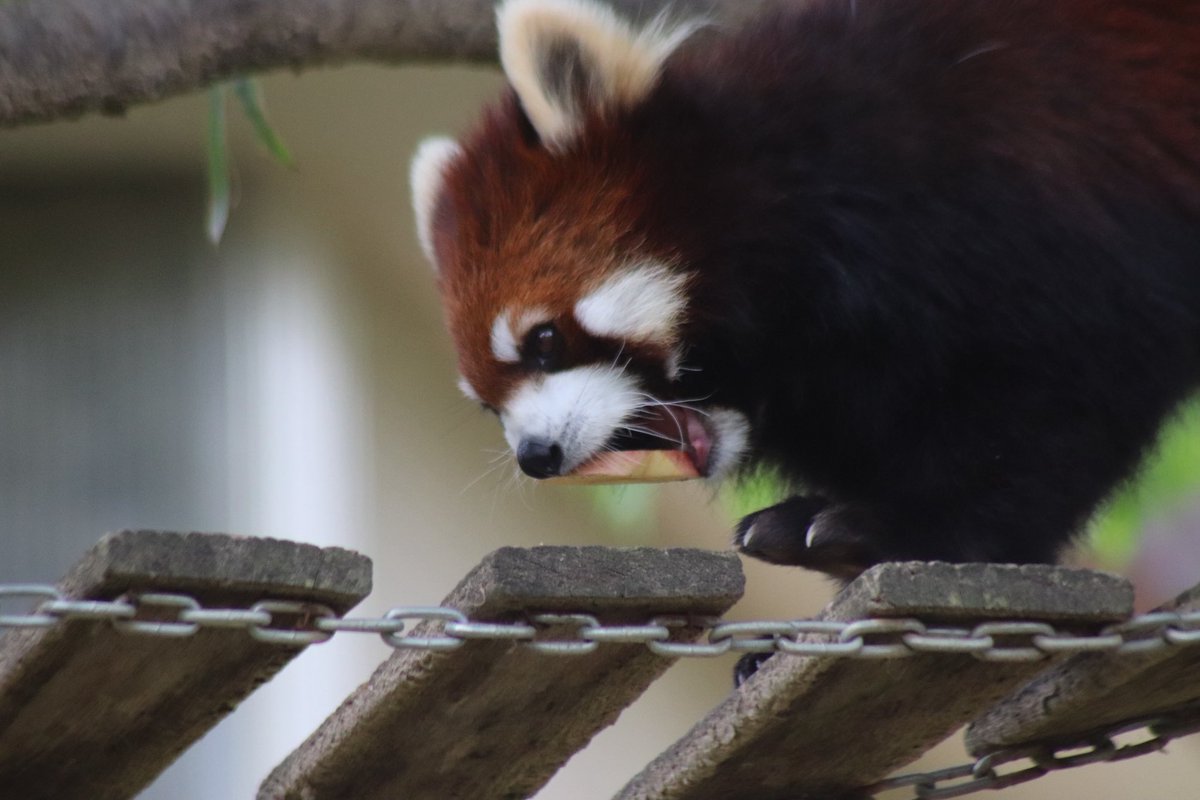 シール配りjoy93 (@joy93_redpanda) / Posts / X