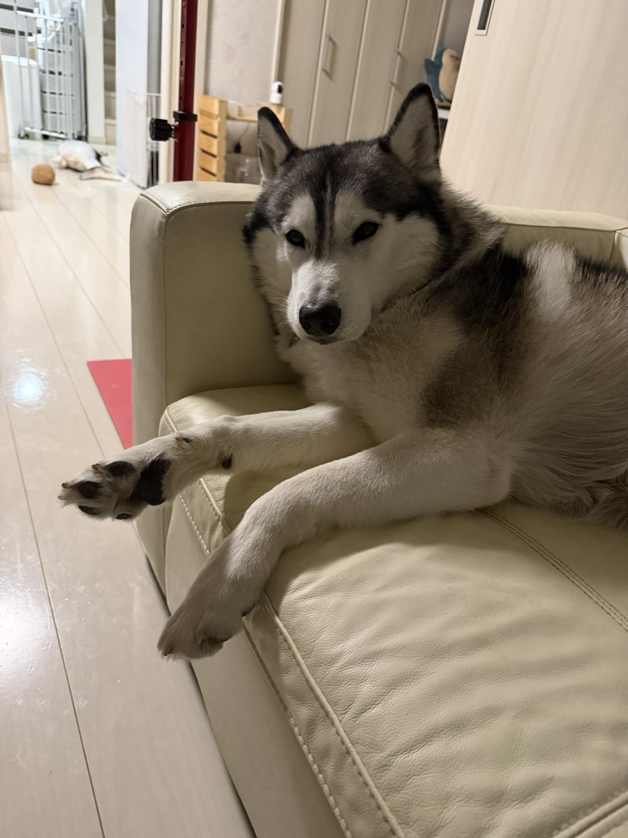 Genie(ジーニー) (@Genie_0213) / Posts / X