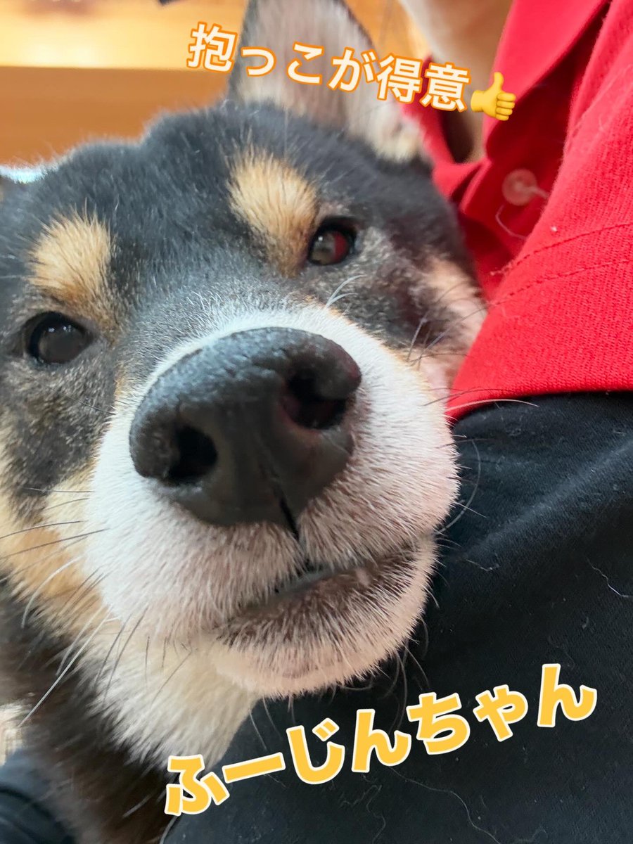 🌟ふーじん🌟 #柴犬 女の子 🎂2024.1.20(2才)5.2kg 無邪気でおもちゃ