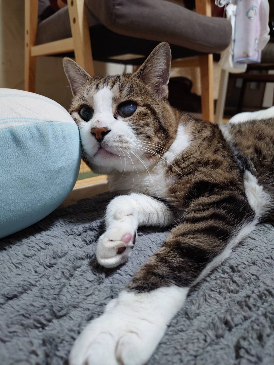 れいちゃんが今日病院で余命宣告を受けた。
ある程度覚悟はしていたが、実はここ最近、食欲不振であまり食べてなくて持病の腎不全が進行してるんじゃないかとの事。
とりあえずですが週１回点滴で延命する事になりました。
もう１９歳だもんな。妻も俺も少し元気無くしてしまった。