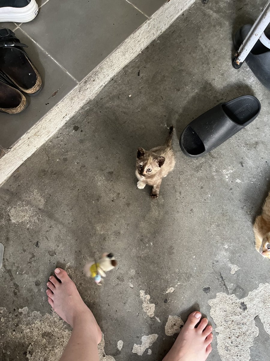 เหลือน้องส้ม น้องสลิด น้องเปรอะนะคะะะ