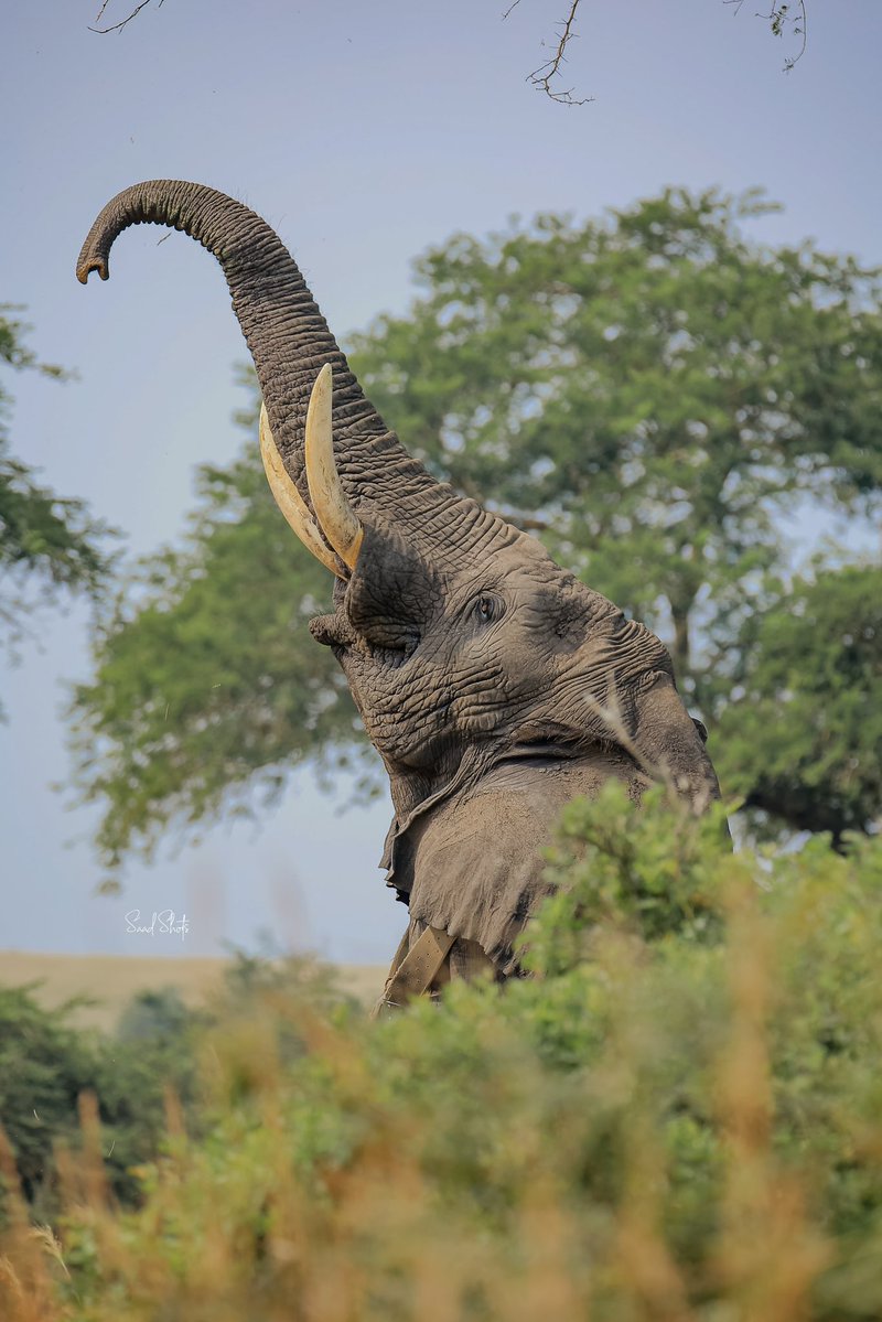 Uganda_Expozed's tweet image. Retweet until it reaches all the Late @saadShots fans