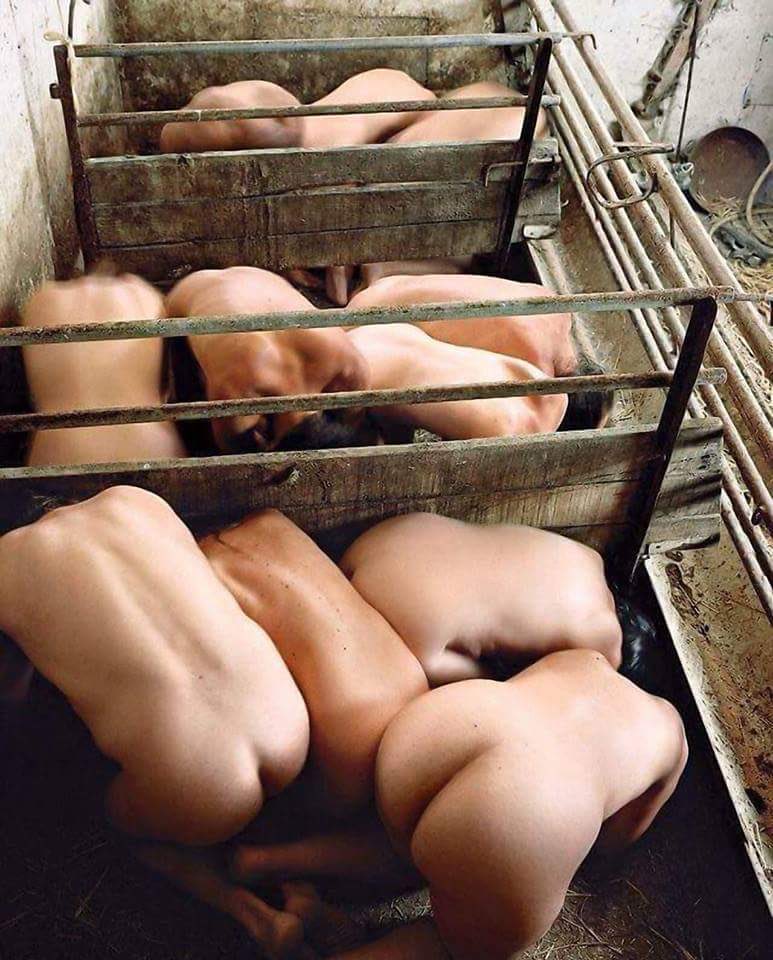 FreeWillieAmsterdam tweet media