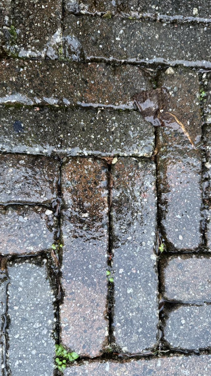 Ik snap die code rood wel, alles is bedekt met een ijslaag. Ik hoef maar 50 meter naar mijn kantoor te lopen maar dat lukt nog even niet…. #coderood #ijzel