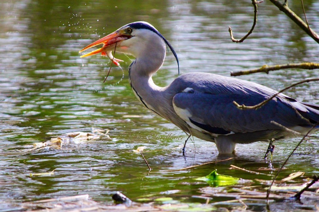 WildlifeTweeter's tweet photo. @Iromg Mike I took this photo of a heron at a local park in County Durham, I was so proud I caught it catching a fish https://t.co/isAHeCgGrn