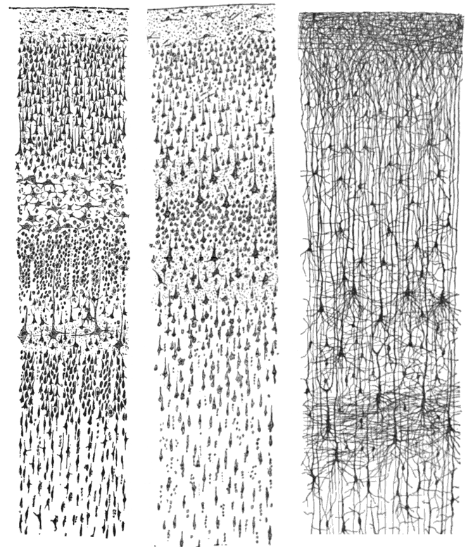 joseadserias's tweet photo. ¿Es posible devolver la Luz a la mirada? 👁️

✨ 120 años después de su Nobel, el sueño de Santiago Ramón y Cajal cobra vida gracias a la @UMH. Un hito histórico en el “Jardín de la Neurología”.

No te pierdas los detalles: 🔗 https://t.co/U1z9iRcdKS https://t.co/diwrX3WyBA