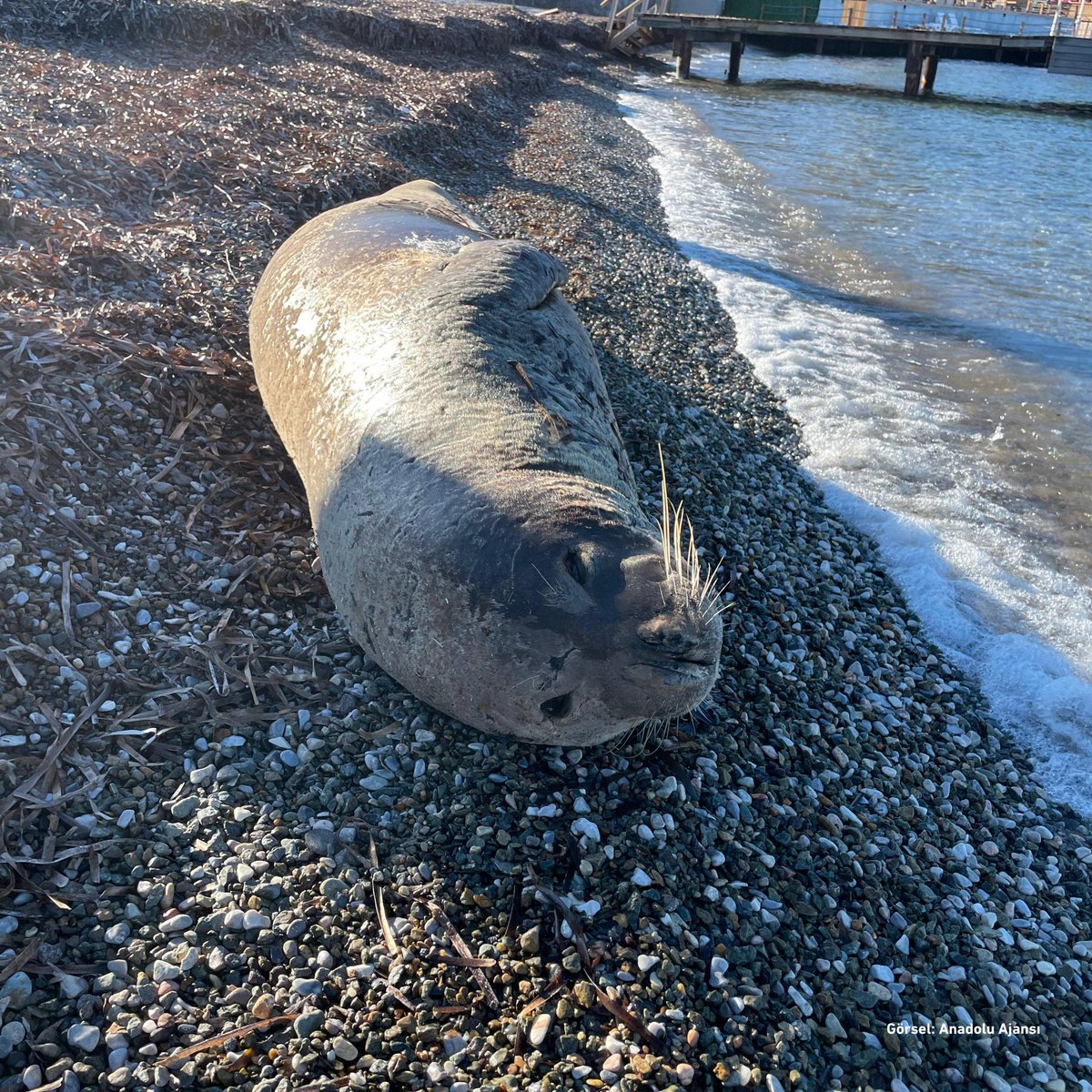 Bodrum'da yorulan Akdeniz foku sahilde uyuyup kalmış.
Fotoğrafını çekmişler.
O da bir şey mi?
İnsanlar yıllardır ayakta uyuyor!
