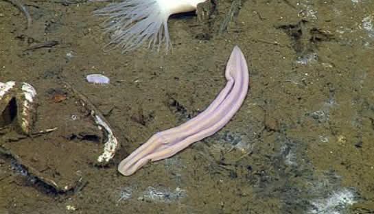 This organism has no brain, no eyes, no organs; we recognise, has just one hole (for food to get in and out again) and scientists still argue where it belongs in the tree of life. It just slides through the deep sea floor, existing for no clear reason. This is "Xenoturbella"....