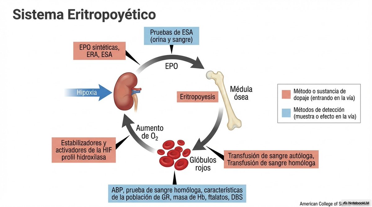 DOPAJE SANGUÍNEO EN DEPORTE El dopaje sanguíneo es ético y médicamente inaceptable, vulnera la equidad deportiva y expone al atleta a riesgos injustificables. (lee el artículo completo en BLOG JL Chicharro en fisiologiadelejercicio.com) t.ly/Yh5YV