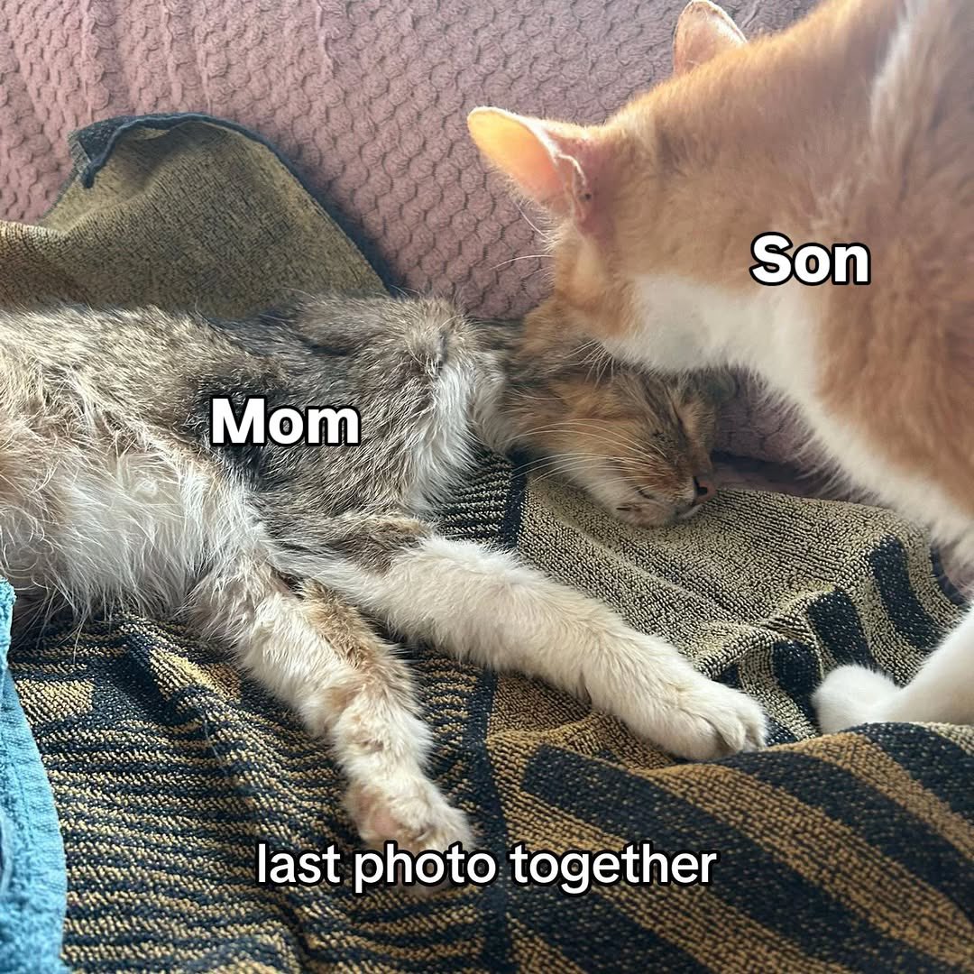 NoCatsNoLife_m's tweet photo. Good bye mom ❤️ https://t.co/3WUXHXyIjD