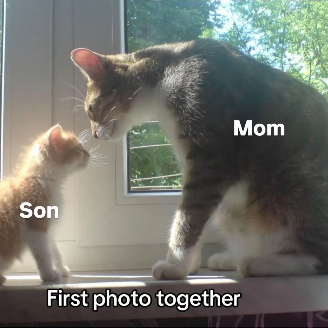 NoCatsNoLife_m's tweet photo. Good bye mom ❤️ https://t.co/3WUXHXyIjD