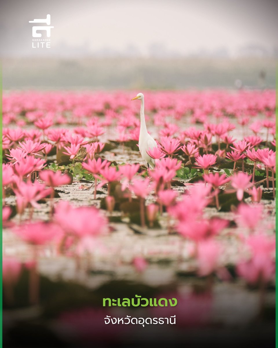 Sarakadee Lite tweet media