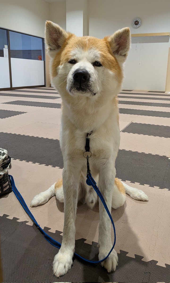 本日2月4日(水) 午後の部(13:15~16:45)は、 赤毛の男の子｢茶々丸