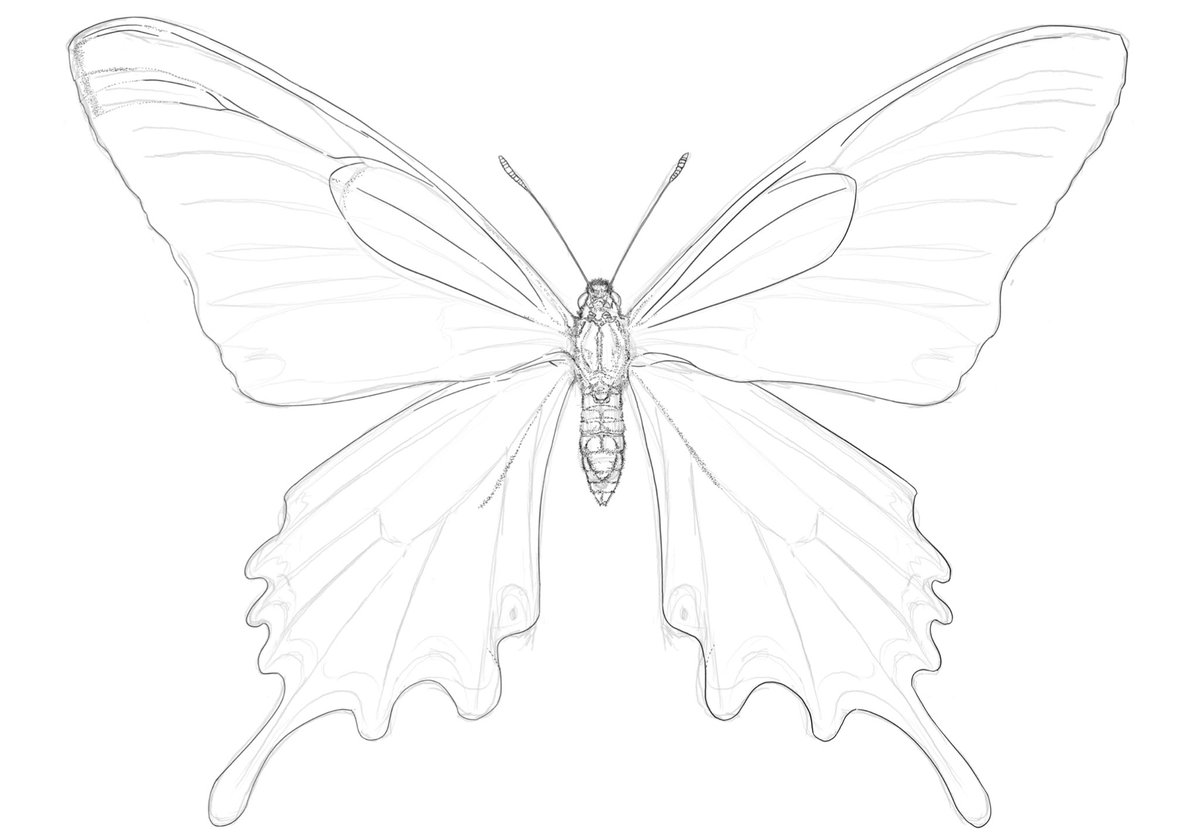 ミヤマカラスアゲハの細密画！やっと完成しました〜！！！♪

やったー！！
長かったーー！🥹
（昨年7月に着手）

チョウの鱗粉模様ってじっくり見ていると本当に複雑で多様で……美しい🦋✨

iPadは眼精疲労は半端ないですが描いてよかった！

次は絶対に紙に描きます！笑