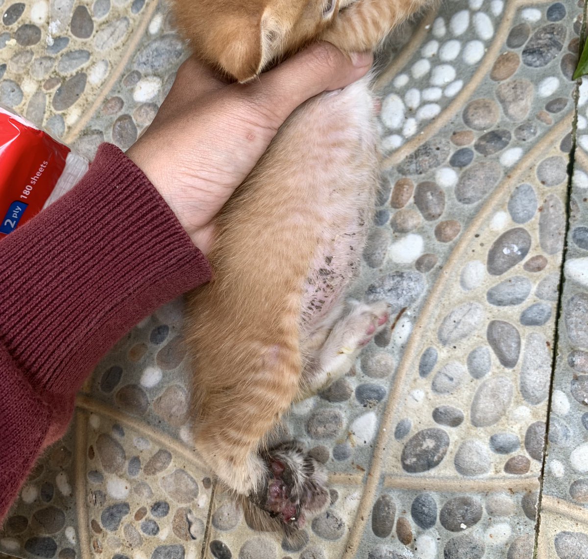 ˙deyi✧˖°⋆。˚˙• tweet media