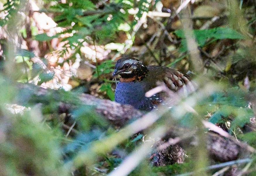 CalidrisBirdingTours tweet media