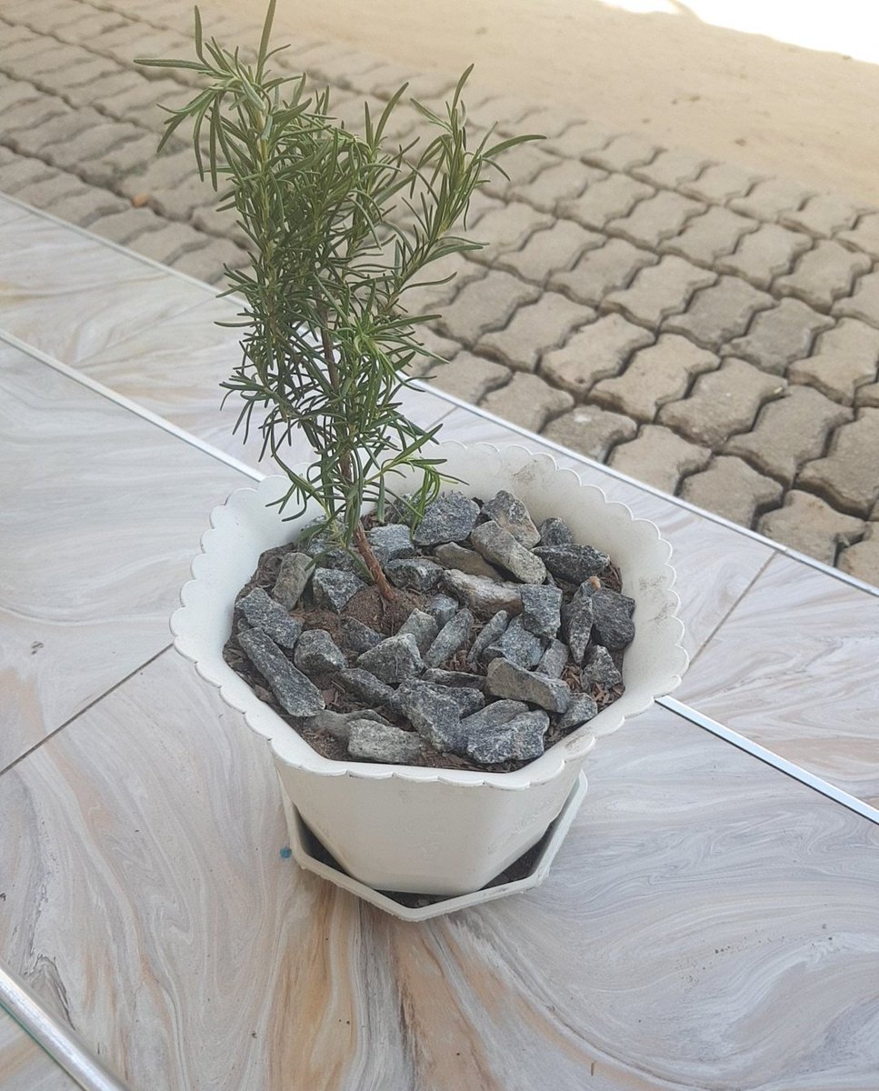 Available at <a href="/Nyumbanispices/">NyumbaniVeggie&Spice Tz</a> 
Karibuni sanaaa.