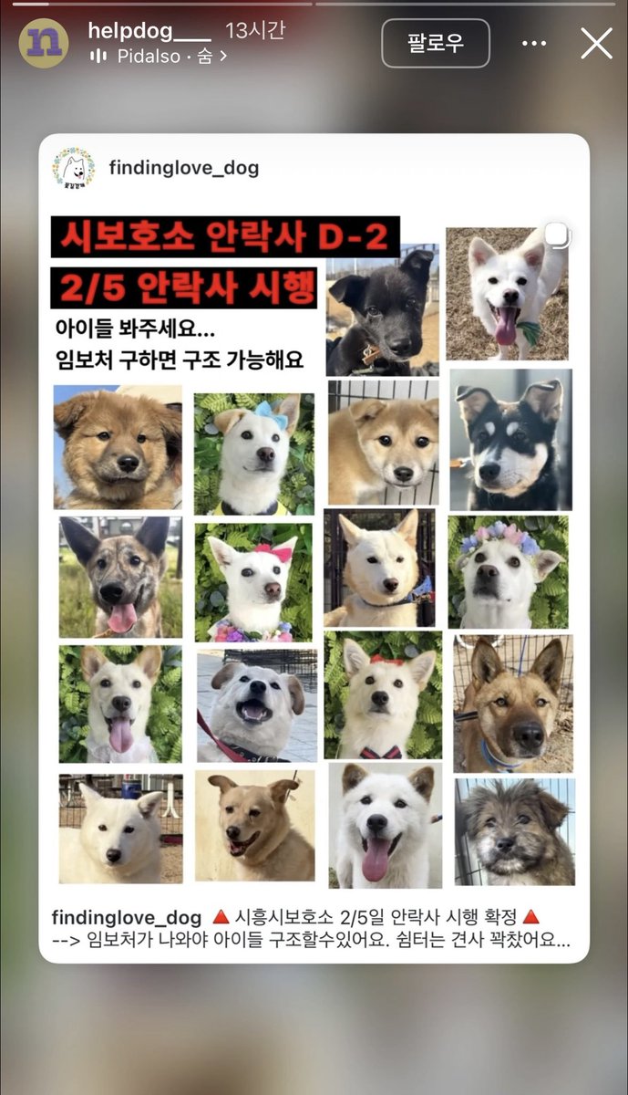 내일 안락사래요 ㅠ 공유해주세요!