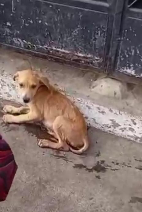 DefensoresAn's tweet photo. #Guayaquil sur Coop. Vargas Torres, siguen cayendo los cachorros desde techo donde su tutora los tiene soportando sol/ lluvias, @Proanimal_gye ha ido 2 veces y ha dejado colocada notificación en la puerta, los vecinos dicen q los animales lloran de hambre @segura_ep @181Responde https://t.co/k76PTXxcZR