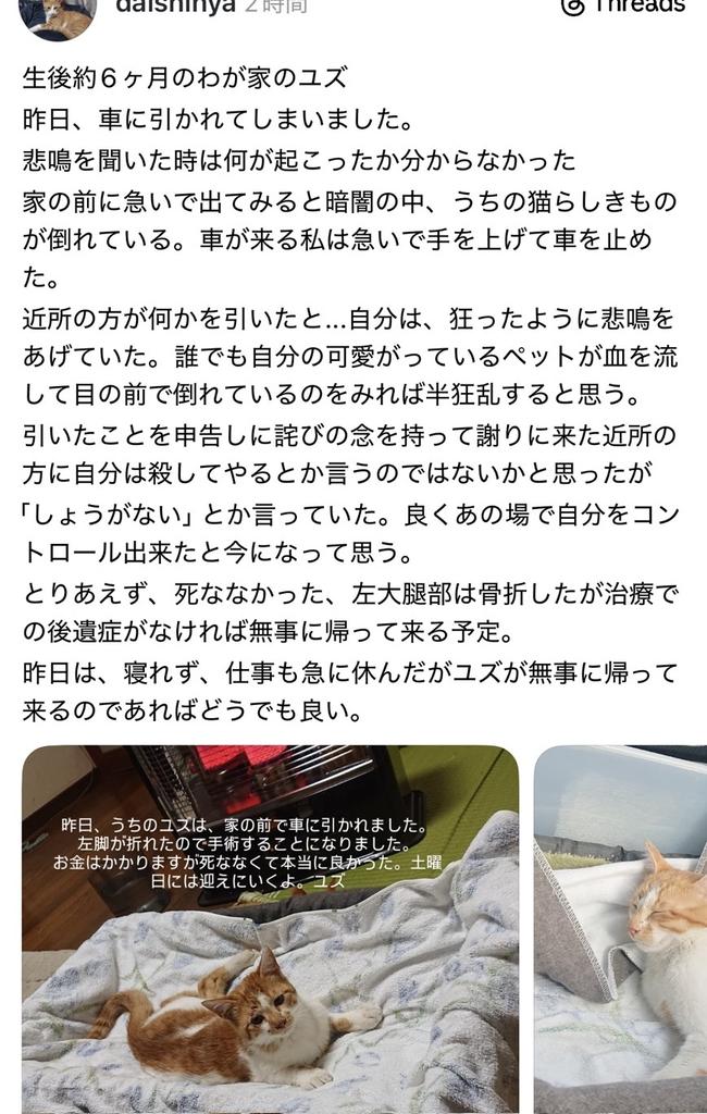 omegudayon's tweet image. 猫は完全室内飼いだよ
出入り自由にしてたら轢かれましたとか、ハーネスで散歩してたら脱走しましたとか100%飼い主の責任
飼い主選べなくて猫かわいそう😢💦