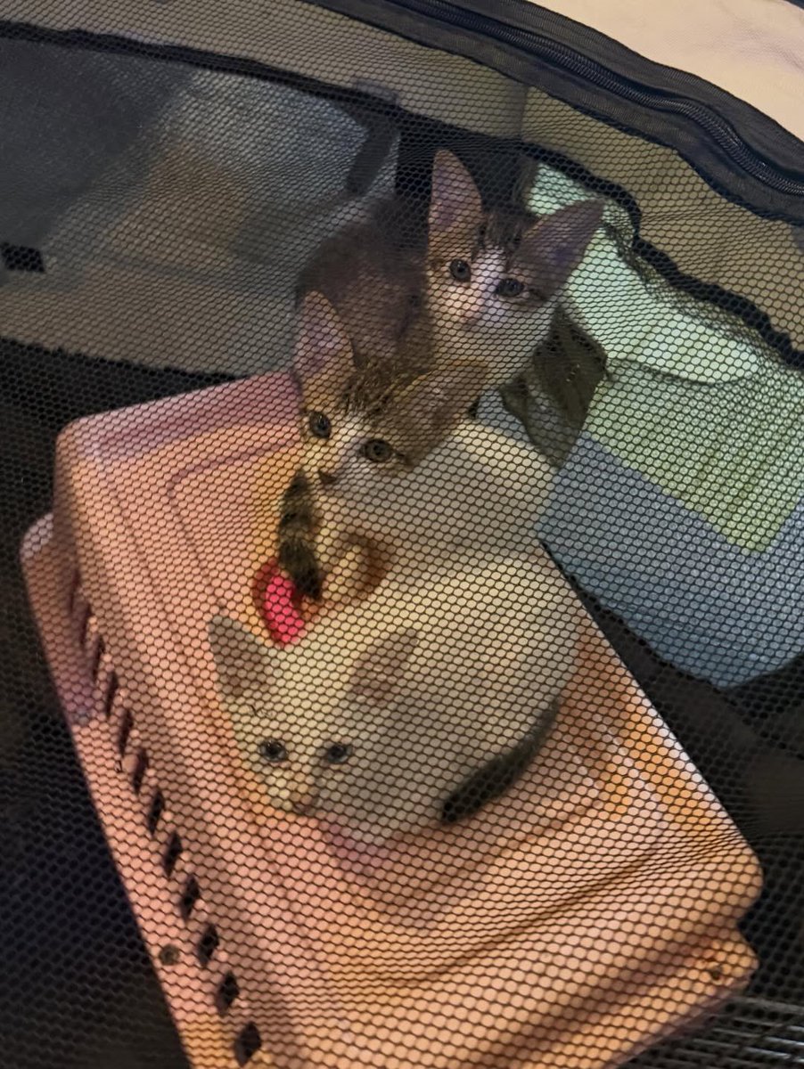 (4/5) 020426 ✿ #KAIA_CHARLOTTE IG Post ✿  

🎶 Tyler, The Creator- Darling, I 🎶
 
'from january 💌'

<a href="/KAIAOfficialPH/">KAIA Official</a> #KAIA