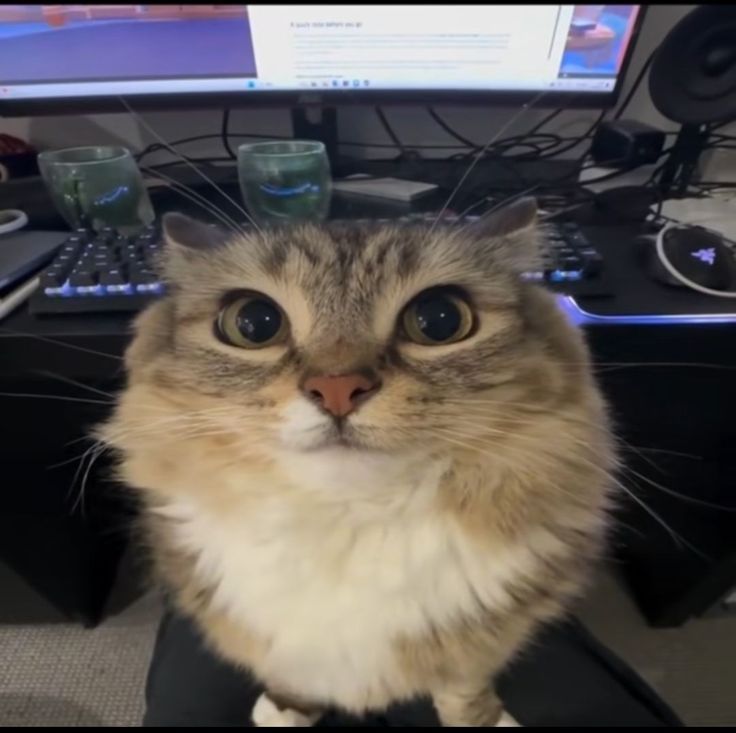 ✦. ⊹ ˚ . 𝑆𝐻𝑌 𝑆𝐴𝐼𝑌𝐴𝑁 tweet media