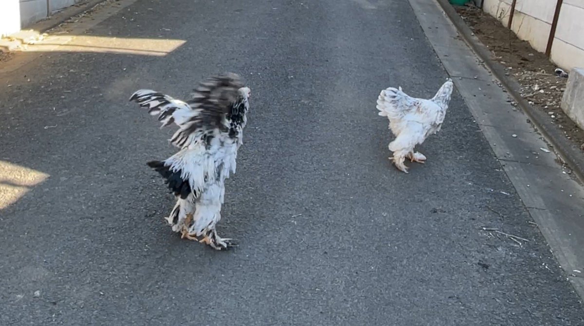 on_chaan's tweet photo. ニワトリが道路歩いてる笑 噂には聞いてたけど本当だったんだ😆 https://t.co/5JwsL4YBeL