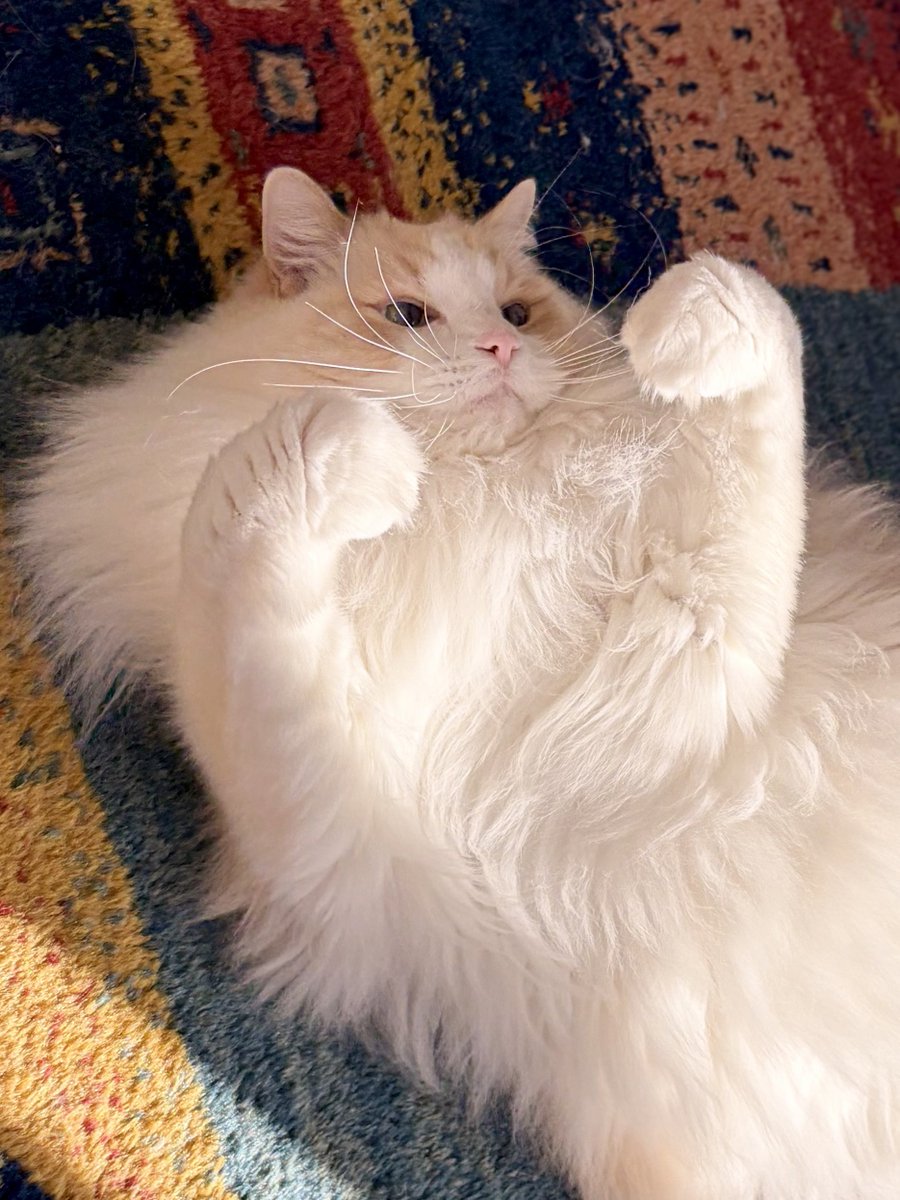 るいにゃ (@ruinya27) / Posts / X