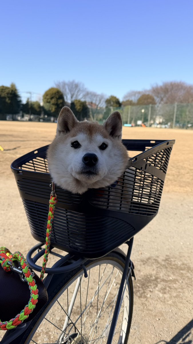 お嬢様をお昼の散歩へ 🚲リムジンでお連れしました💁‍♀️