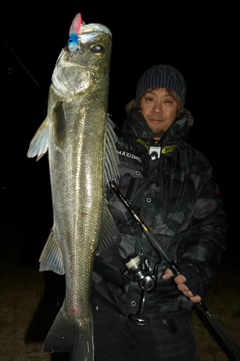 ohnoyuki_tokyo's tweet photo. 沈めたら負け？表層でハメるイワシパターン！🐟🔥
港湾部、散発的に起こるボイル　逃げ惑うイワシ。
2本抜いた後も相変わらず魚はいるようで気配十分。

レンジを下げてしまうと折角浮いた魚の活性を下げかねないので、できる限り表層を飽きさせないようにルアーローテで攻めていく。

1. レクター111F
まずは流れの緩い表層イワシパターンに強いレクターで
水面直下に潜らせて「漂わせる」くらいの緩いアクションで通すと……水面がモワッと盛り上がるバイトでヒット！

2. レクター71F
同じレンジで少しピッチを速めて誘うと、これにも好反応！

3. モウラ105S（最終プロト・仮）
さらにレンジ感はあまり変えずに誘っていくと、これもバッチリハマりトータル的に緩いアクションが有効だったみたい。

表層の反応が消えたタイミングで、シンペンを沈めたりバイブレーションでレンジを下げてみたが……反応なし💧
「浮いた魚をいかにとっていくか」が正解だったようです。

なかなか高活性な浮いたシーバスでした。
______________________________________

ロッド:ダイワ・モアザンブランジーノEX AGS94ML
マッチザバイトカスタム
リール:ダイワ・22イグジスト4000XH
ライン:東レ・パワーゲームシーバスPE200　0.8号
リーダー:東レ・パワーゲームルアーリーダーフロロ 4号
ウエストバッグ:mazume・レッドムーンウエストバッグ V
ランディングネット:SEA SCAPE スタンディングネット
フックリムーバー:スタジオオーシャンマーク HOOK REMOVER HR100SS-HR

ヒットルアー:
POP SEA CREW・レクター111F
POP SEA CREW・レクター71F
POP SEA CREW・モウラ105S（最終プロト）

-P R-
#POPSEACREW #ポップシークルー #東京湾奥
#大野ゆうき #シーバス