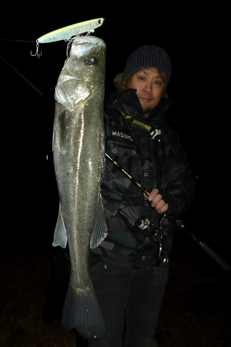 ohnoyuki_tokyo's tweet photo. 沈めたら負け？表層でハメるイワシパターン！🐟🔥
港湾部、散発的に起こるボイル　逃げ惑うイワシ。
2本抜いた後も相変わらず魚はいるようで気配十分。

レンジを下げてしまうと折角浮いた魚の活性を下げかねないので、できる限り表層を飽きさせないようにルアーローテで攻めていく。

1. レクター111F
まずは流れの緩い表層イワシパターンに強いレクターで
水面直下に潜らせて「漂わせる」くらいの緩いアクションで通すと……水面がモワッと盛り上がるバイトでヒット！

2. レクター71F
同じレンジで少しピッチを速めて誘うと、これにも好反応！

3. モウラ105S（最終プロト・仮）
さらにレンジ感はあまり変えずに誘っていくと、これもバッチリハマりトータル的に緩いアクションが有効だったみたい。

表層の反応が消えたタイミングで、シンペンを沈めたりバイブレーションでレンジを下げてみたが……反応なし💧
「浮いた魚をいかにとっていくか」が正解だったようです。

なかなか高活性な浮いたシーバスでした。
______________________________________

ロッド:ダイワ・モアザンブランジーノEX AGS94ML
マッチザバイトカスタム
リール:ダイワ・22イグジスト4000XH
ライン:東レ・パワーゲームシーバスPE200　0.8号
リーダー:東レ・パワーゲームルアーリーダーフロロ 4号
ウエストバッグ:mazume・レッドムーンウエストバッグ V
ランディングネット:SEA SCAPE スタンディングネット
フックリムーバー:スタジオオーシャンマーク HOOK REMOVER HR100SS-HR

ヒットルアー:
POP SEA CREW・レクター111F
POP SEA CREW・レクター71F
POP SEA CREW・モウラ105S（最終プロト）

-P R-
#POPSEACREW #ポップシークルー #東京湾奥
#大野ゆうき #シーバス