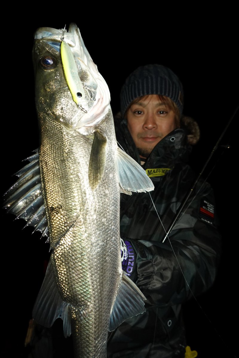 ohnoyuki_tokyo's tweet photo. 沈めたら負け？表層でハメるイワシパターン！🐟🔥
港湾部、散発的に起こるボイル　逃げ惑うイワシ。
2本抜いた後も相変わらず魚はいるようで気配十分。

レンジを下げてしまうと折角浮いた魚の活性を下げかねないので、できる限り表層を飽きさせないようにルアーローテで攻めていく。

1. レクター111F
まずは流れの緩い表層イワシパターンに強いレクターで
水面直下に潜らせて「漂わせる」くらいの緩いアクションで通すと……水面がモワッと盛り上がるバイトでヒット！

2. レクター71F
同じレンジで少しピッチを速めて誘うと、これにも好反応！

3. モウラ105S（最終プロト・仮）
さらにレンジ感はあまり変えずに誘っていくと、これもバッチリハマりトータル的に緩いアクションが有効だったみたい。

表層の反応が消えたタイミングで、シンペンを沈めたりバイブレーションでレンジを下げてみたが……反応なし💧
「浮いた魚をいかにとっていくか」が正解だったようです。

なかなか高活性な浮いたシーバスでした。
______________________________________

ロッド:ダイワ・モアザンブランジーノEX AGS94ML
マッチザバイトカスタム
リール:ダイワ・22イグジスト4000XH
ライン:東レ・パワーゲームシーバスPE200　0.8号
リーダー:東レ・パワーゲームルアーリーダーフロロ 4号
ウエストバッグ:mazume・レッドムーンウエストバッグ V
ランディングネット:SEA SCAPE スタンディングネット
フックリムーバー:スタジオオーシャンマーク HOOK REMOVER HR100SS-HR

ヒットルアー:
POP SEA CREW・レクター111F
POP SEA CREW・レクター71F
POP SEA CREW・モウラ105S（最終プロト）

-P R-
#POPSEACREW #ポップシークルー #東京湾奥
#大野ゆうき #シーバス