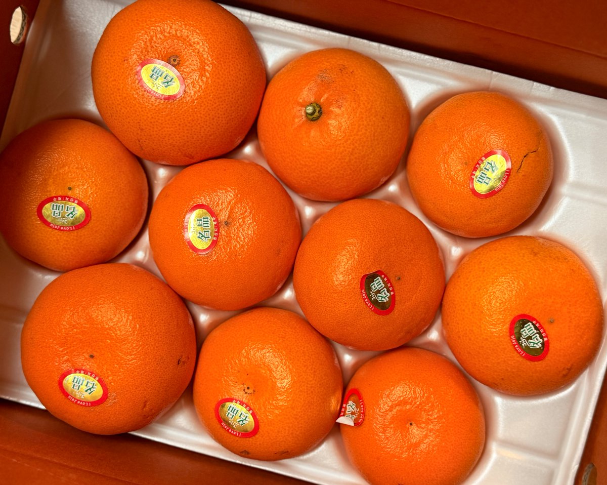 작년 봄 모두를 만족시켰던 섬모르 천혜향 수확 소식을 전합니다….🙏🏻 저는 첫수확분을 받았는데 확실히 초반엔 산미가 좀 살아있어서 개인적으로는 더 취향이구요 작년같이 산미 쫙 빠진 당도 농축 버전을 바라신다면 조금 있다 주문하셔도 될 듯.. 천혜향 특유의 향이나 신선한 맛은 지금이 적기.