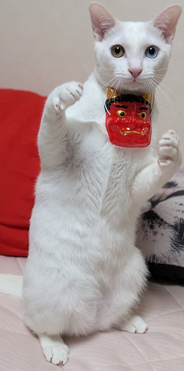 voice_mima's tweet photo. 今年の鬼役
#猫のいる暮らし https://t.co/rlCzRcB6nh