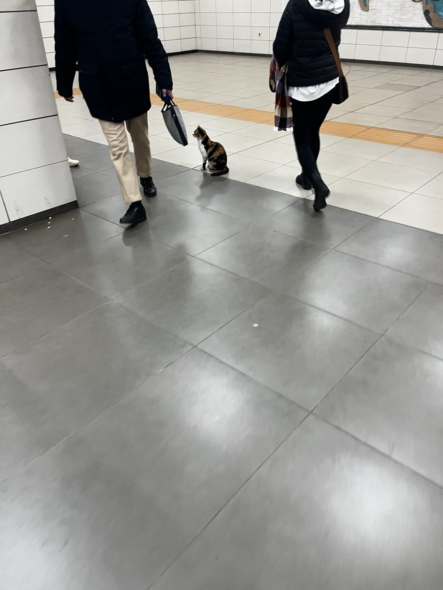 Metrodan çıkan insanları karşılama kedosu
