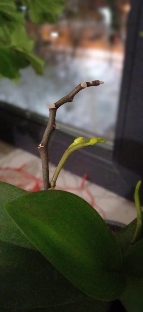 brams884's tweet photo. An old orchid in my apartment is trying to bloom in -20 relying on a cold radiator it stands on. The way strength is born out of care, and violence out of great weakness of the criminal and indifference of the surrounding world. https://t.co/IkmDeFtU26