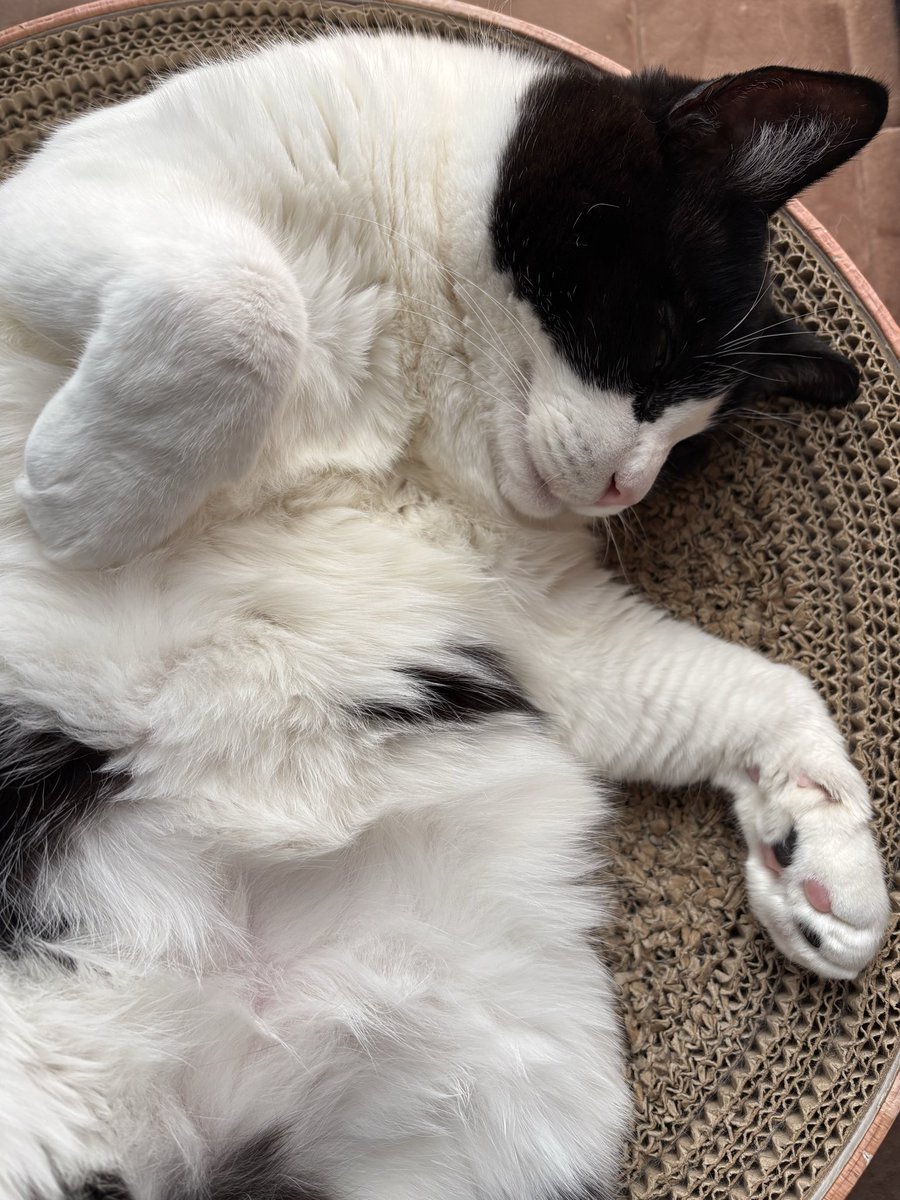 オニャンコポン🐈‍⬛ (@anotokinoneko22) / Posts / X