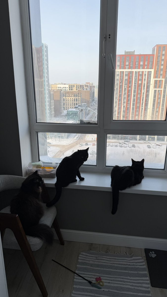 notmenomy's tweet photo. кажется, сам завелся третий черный кот https://t.co/hQVZUh1TGW