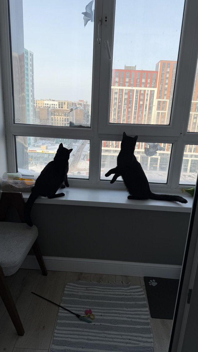 кажется, сам завелся третий черный кот