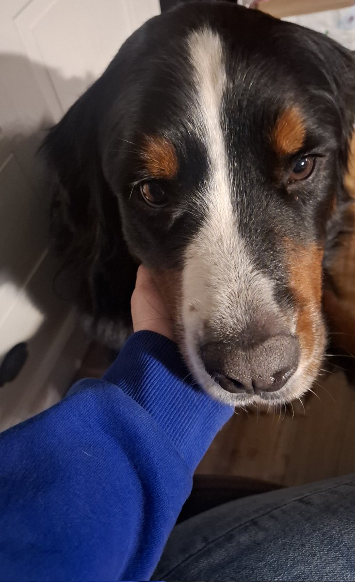 RenataFCG's tweet photo. Goed gezelschap, dat zeker!🥰 #Balou https://t.co/LWQn7X3KT6