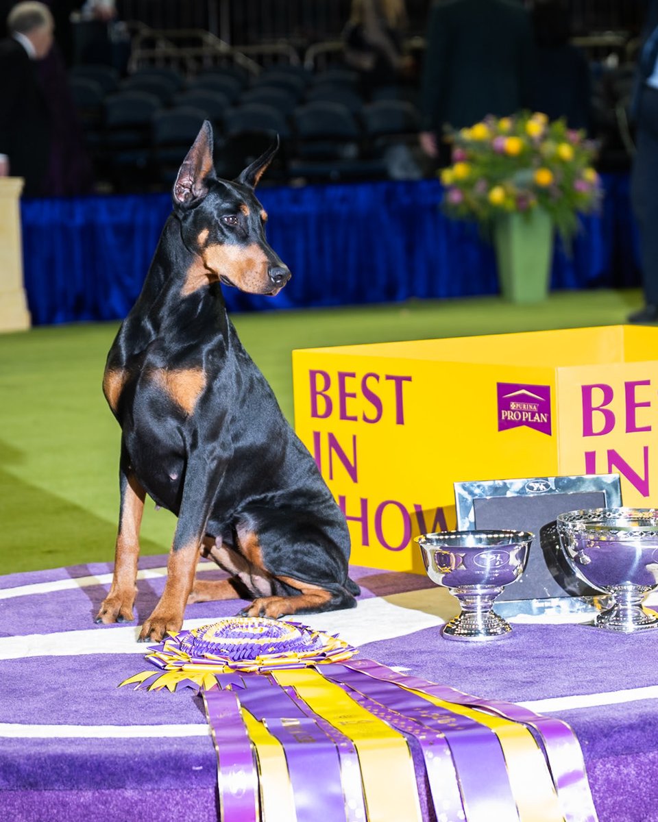 The Dogist tweet media