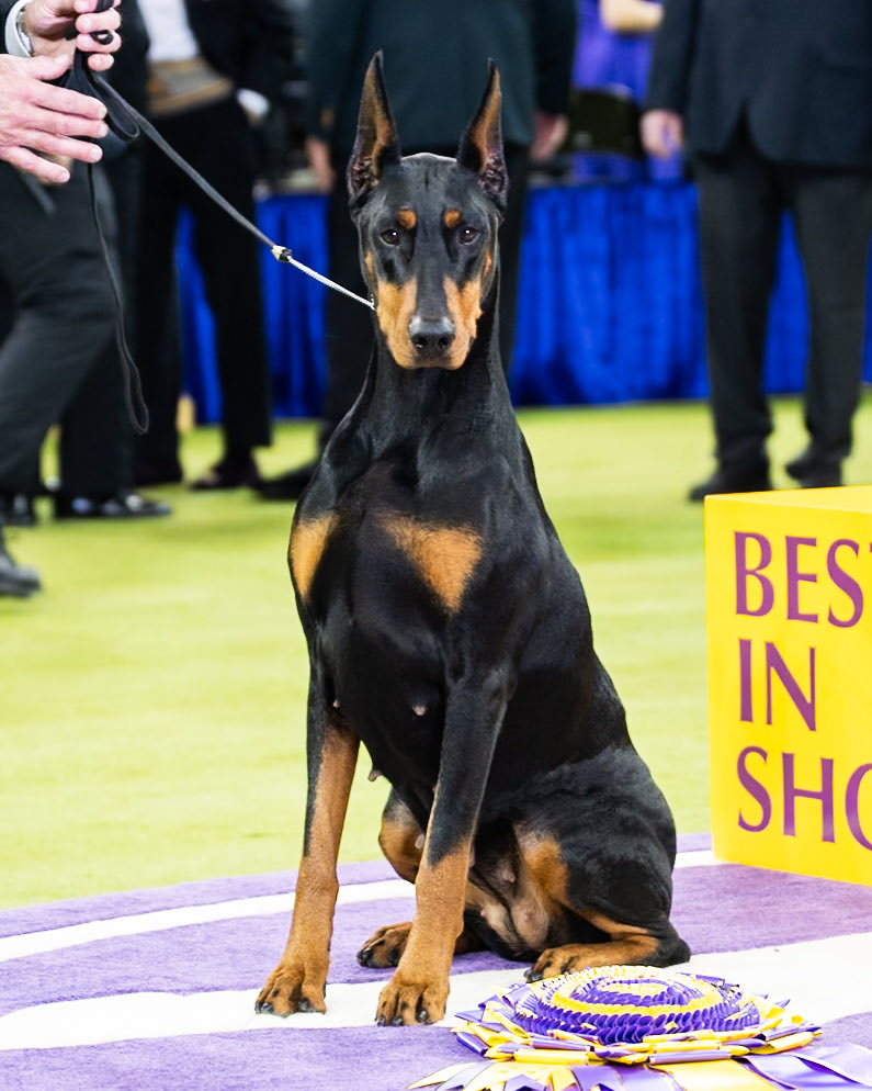 The Dogist tweet media